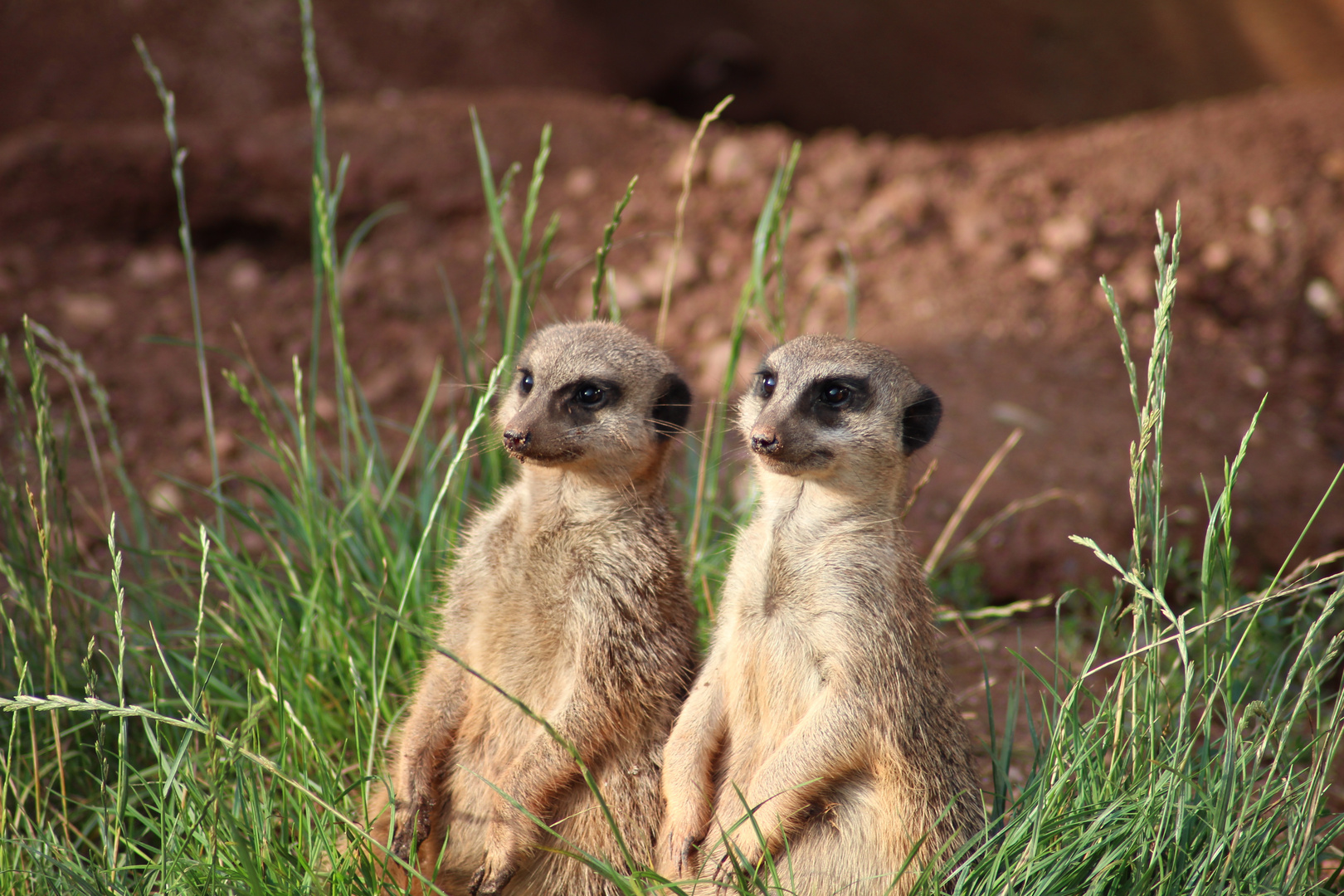 Erdmännchen - Zoo Leipzig