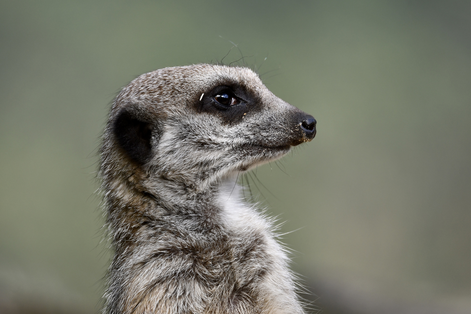 Erdmännchen Zoo Münster 20.September 2023