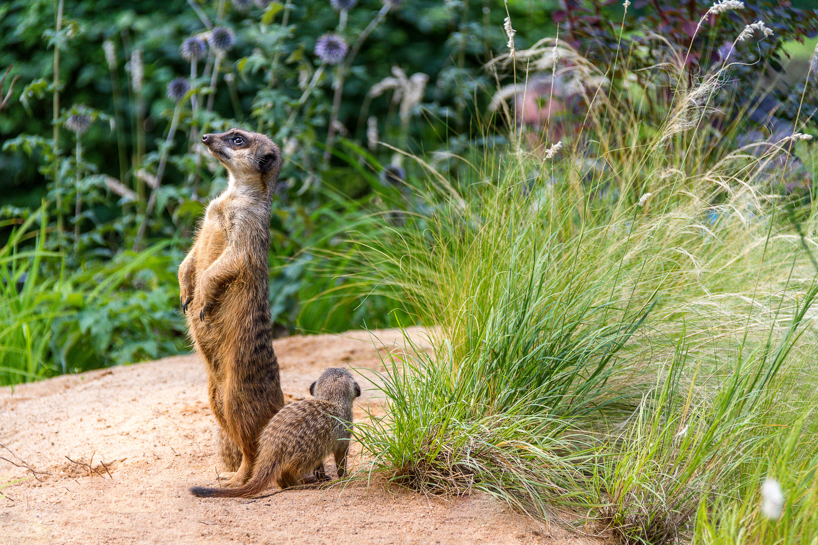 Erdmännchen, Zoo Nürnberg