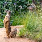 Erdmännchen, Zoo Nürnberg