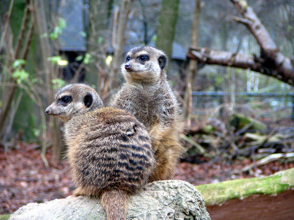 Erdmännchen Zoo Osnabrück