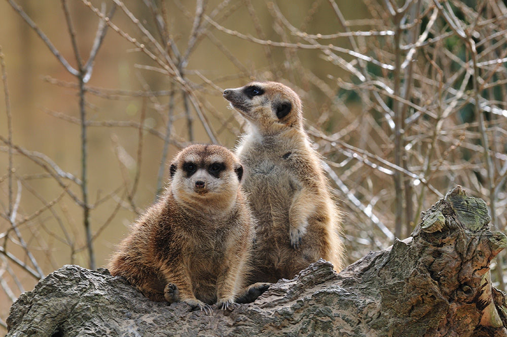 Erdmännchen Zoo Rostock