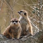 Erdmännchen Zoo Rostock