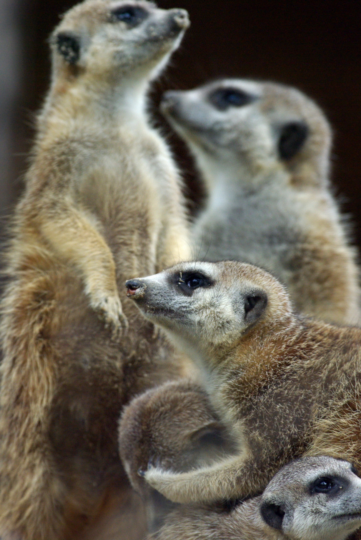 Erdmännchen Zoo Rostock