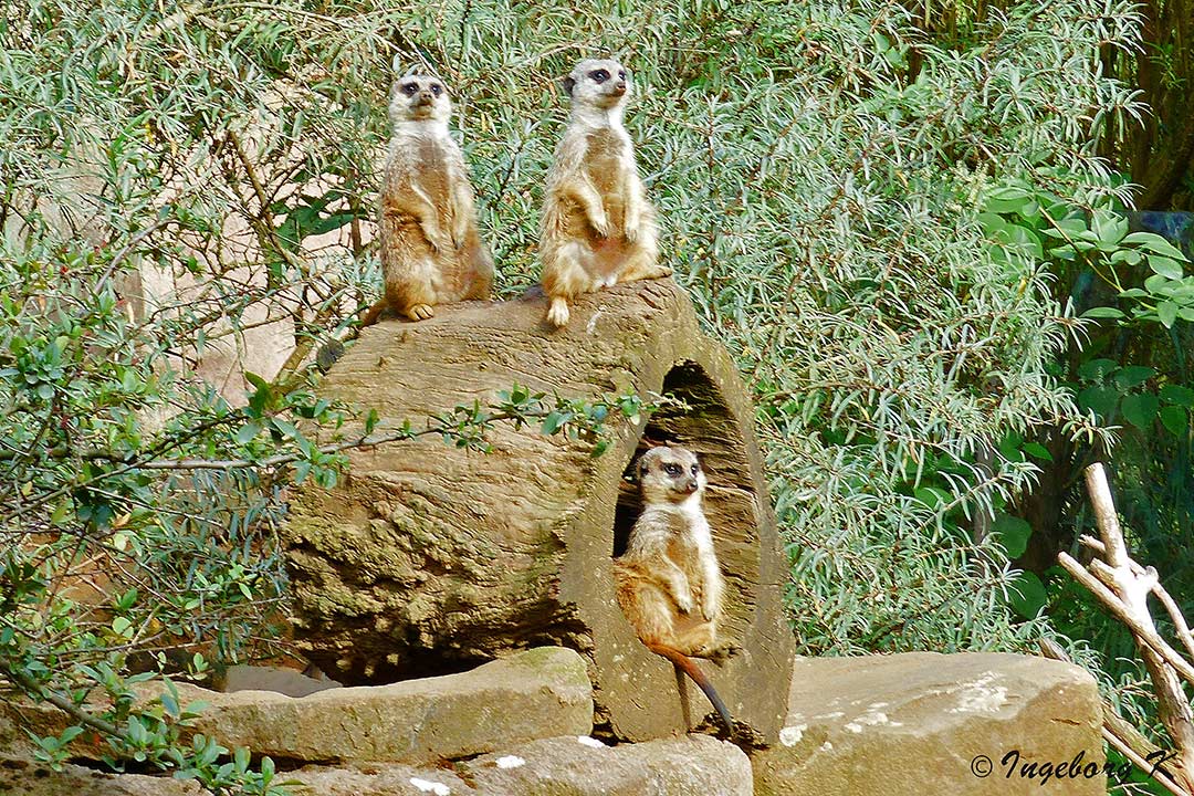 Erdmännchen - Zoom Gelsenkirchen Foto & Bild | tiere, zoo ...