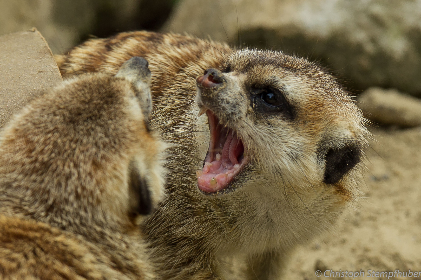 Erdmännchen (zwei Rabauken)