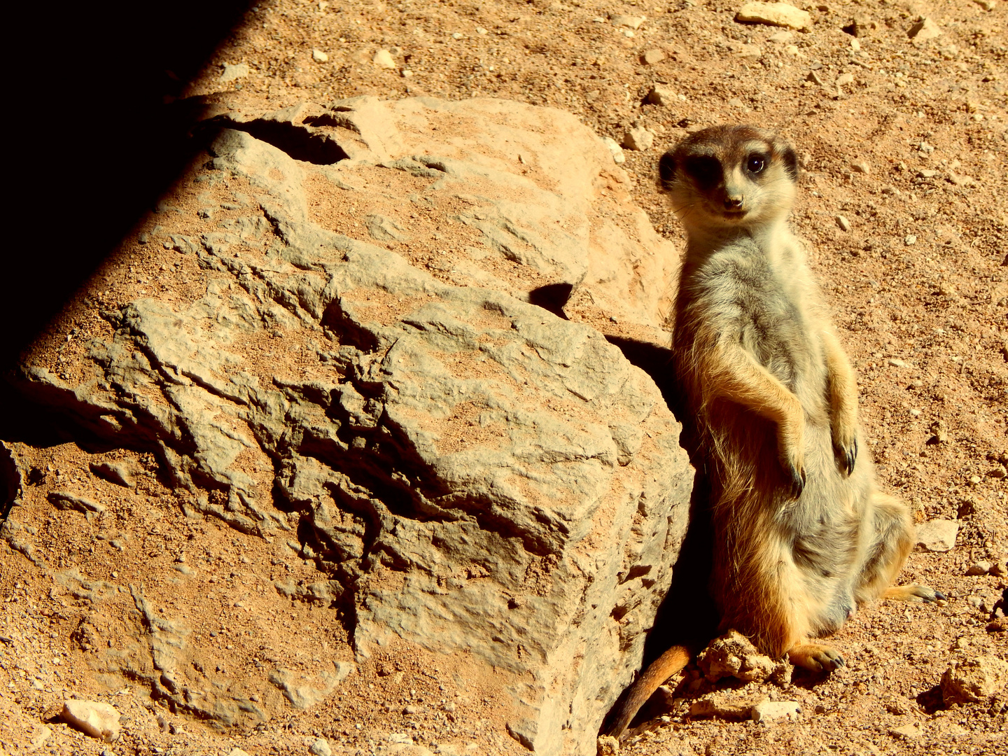 Erdmännchen_Hochwildschutzpark