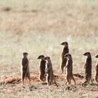 Erdmännchenkolonie in der Kalahari