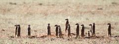 Erdmännchenkolonie in der Kalahari