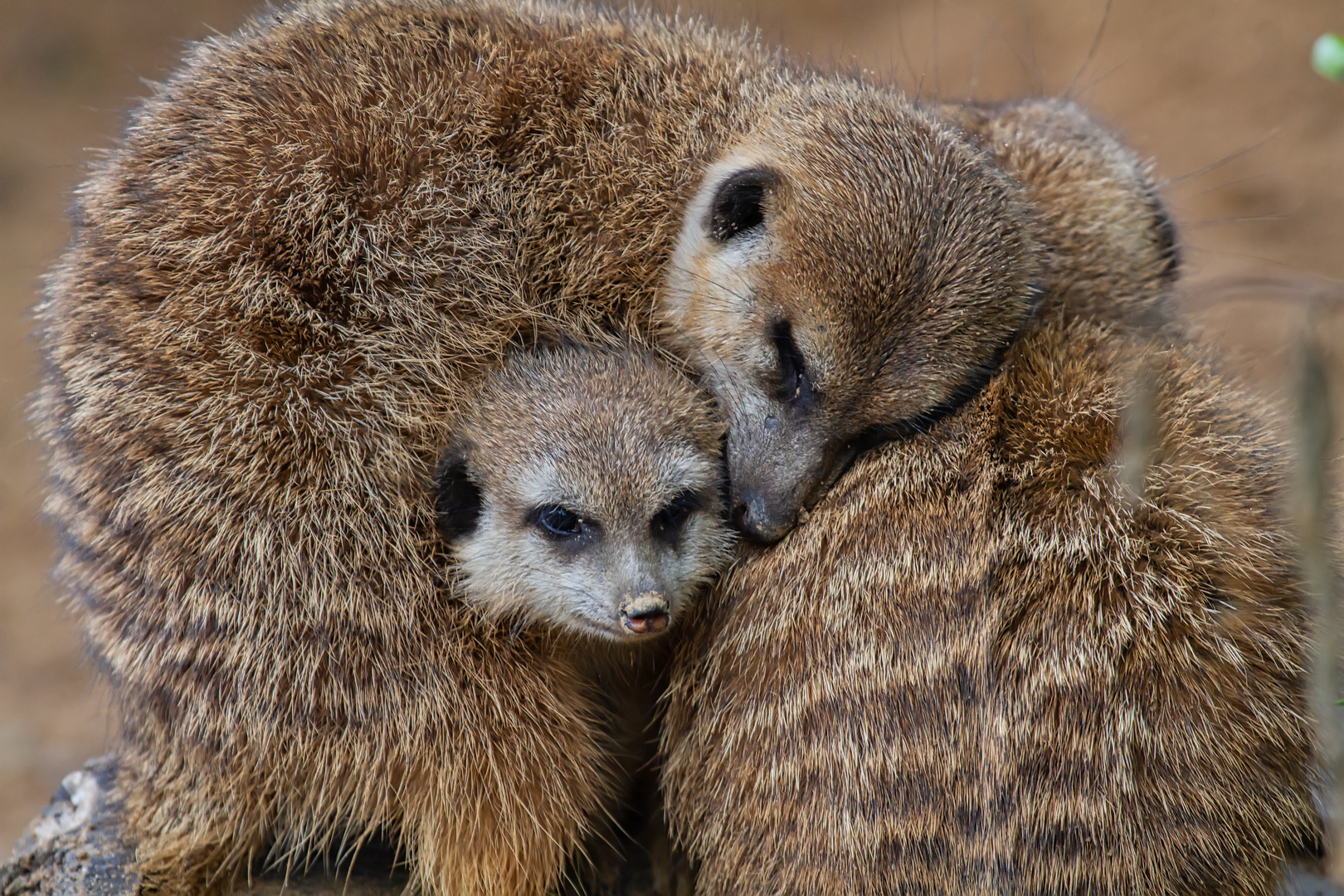 Erdmännchenkuscheln