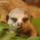 Erdmännchennachwuchs aus dem Heidelberger Tiergarten