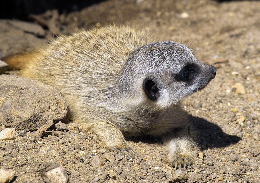 Erdmännchennachwuchs in Tierpark Wittenberg