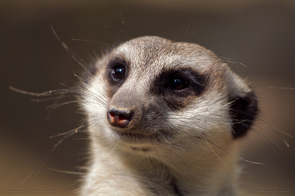 Erdmännchenportrait