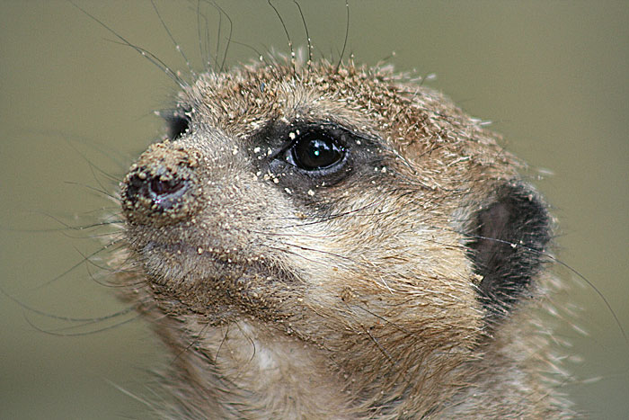 Erdmännchenportrait