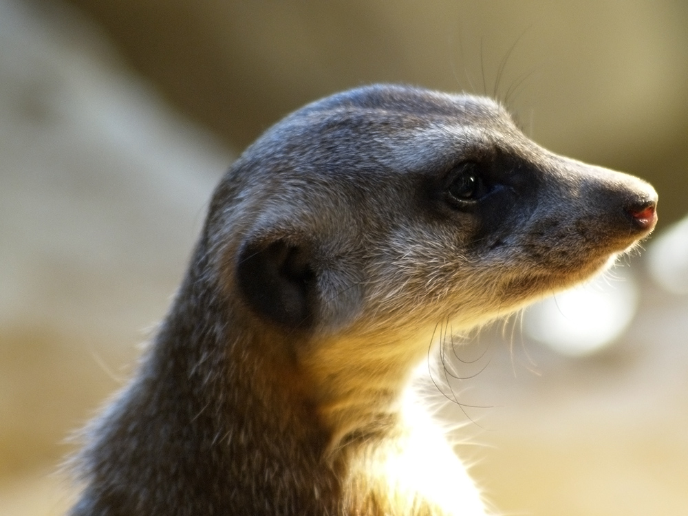 Erdmännchenportrait