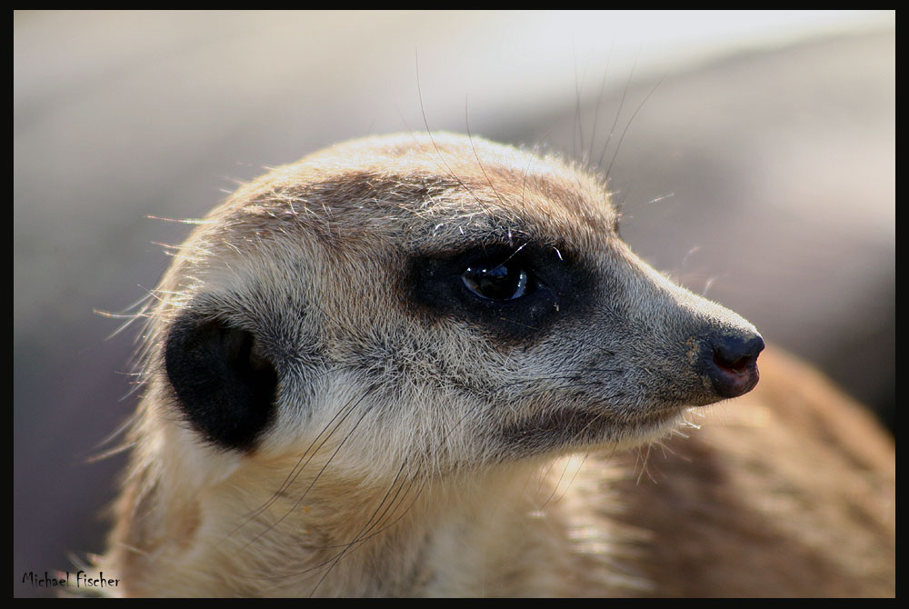 Erdmännchenportrait