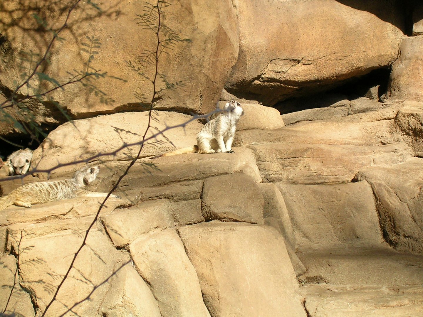 Erdmännl im Zoo (USA)