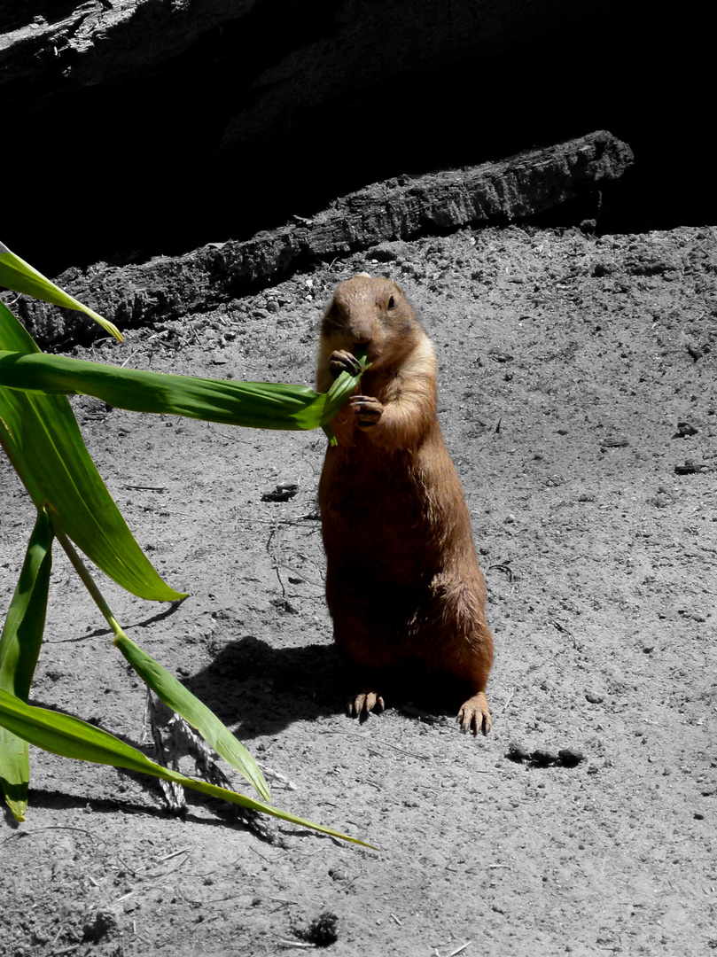 erdmann im nürnberger tierpark