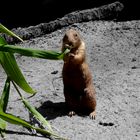 erdmann im nürnberger tierpark