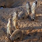 Erdmannchen-Suricata suricatta, die zu den Mangusten gehören im Dresdner Zoo