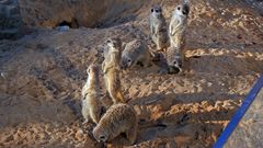 Erdmannchen-Suricata suricatta, die zu den Mangusten gehören im Dresdner Zoo