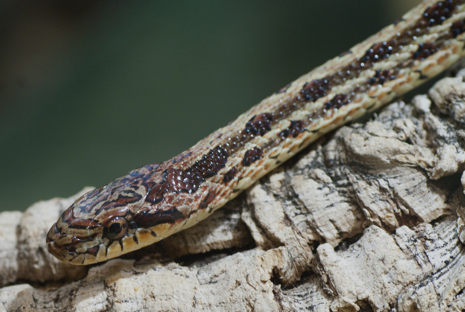 Erdnatter - fotografiert in der Reptilienausstellung