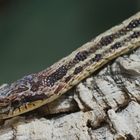 Erdnatter - fotografiert in der Reptilienausstellung