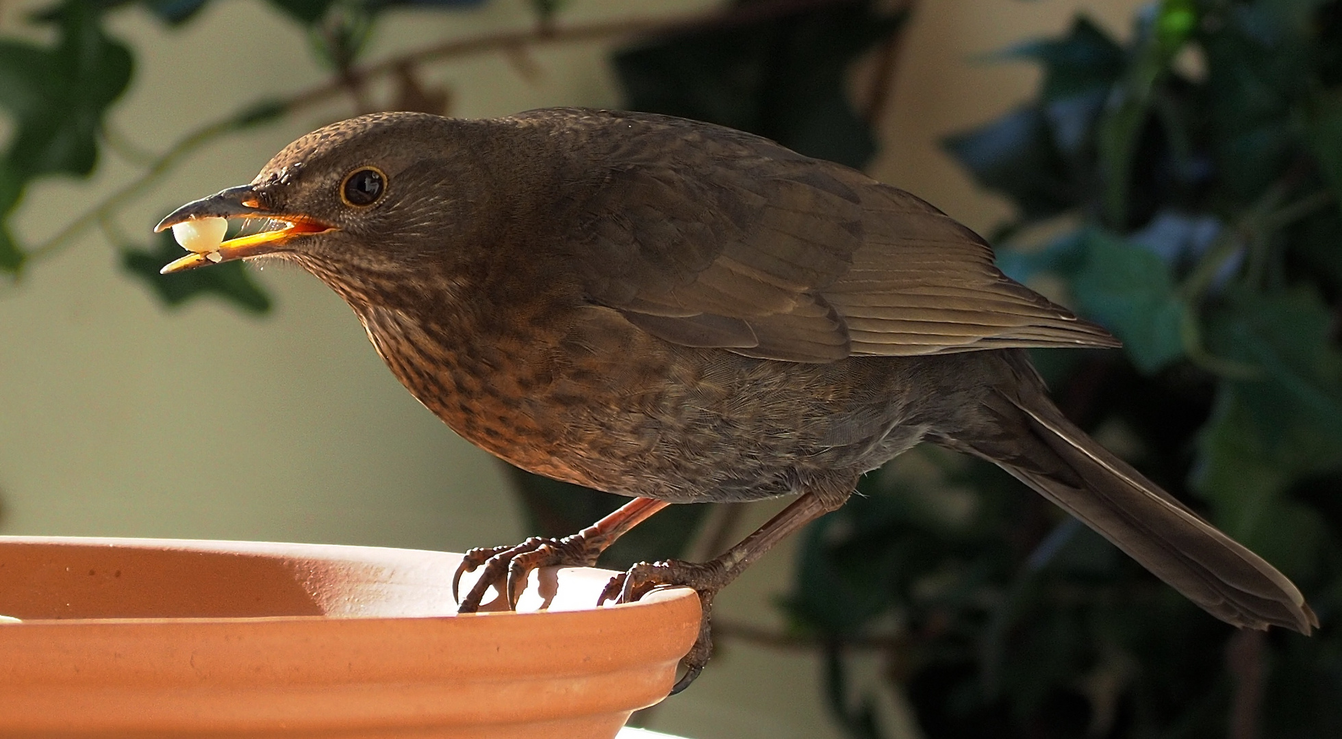 Erdnüsse für die Amsel