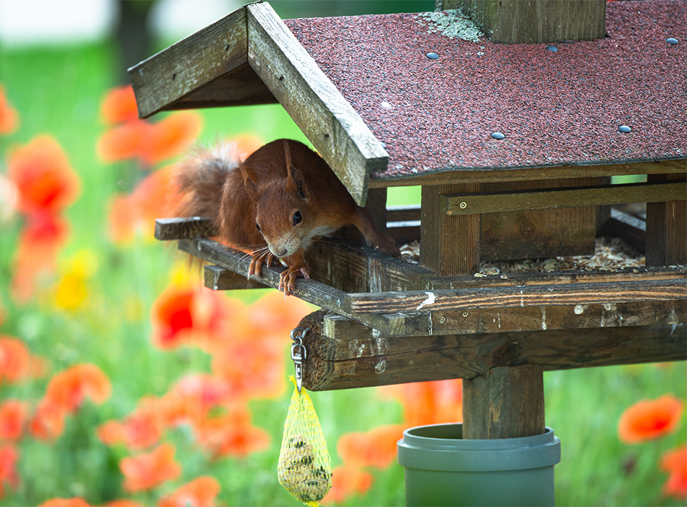 Erdnüsse im Vogelfutter 