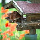 Erdnüsse im Vogelfutter 