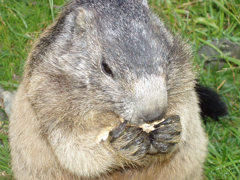 Erdnüsse schmecken besser als Alpenpflanzen