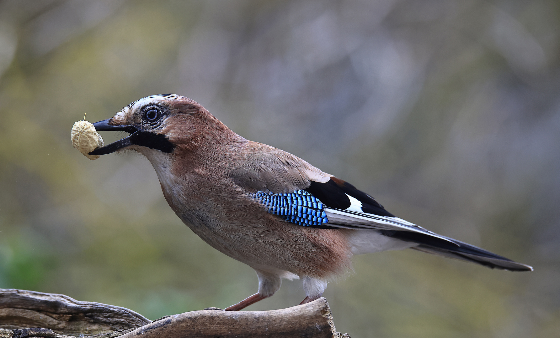 Erdnuss mit Garrulus glandarius oder Eichelhäher