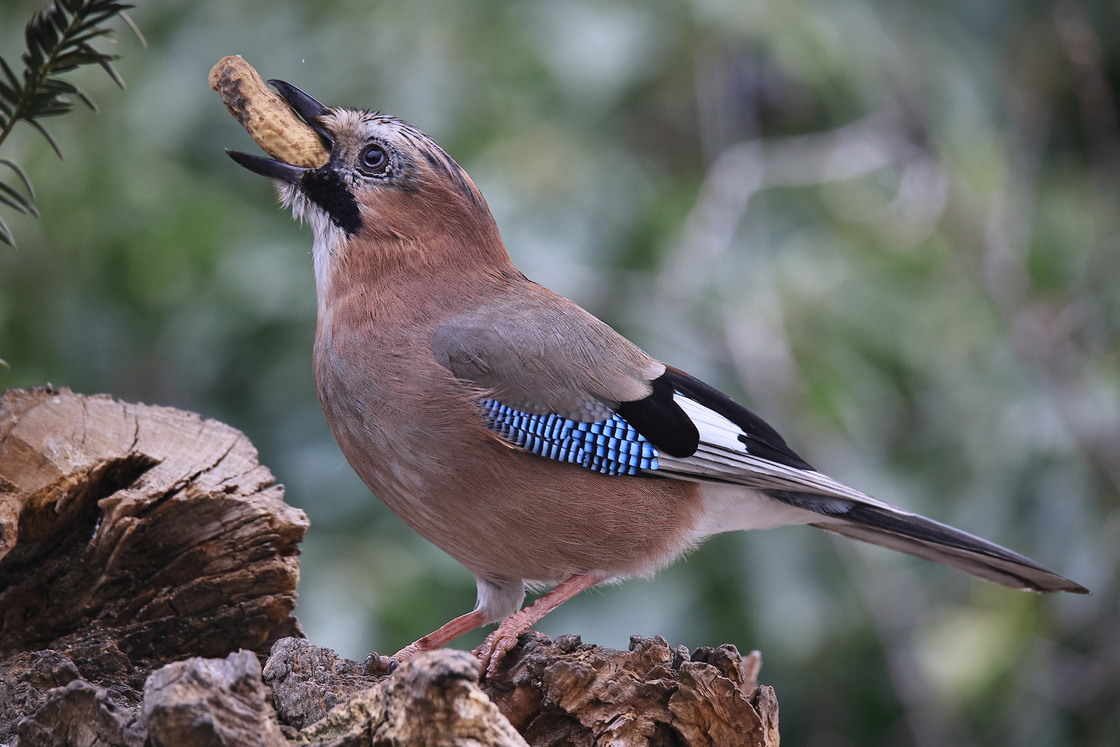 Erdnuss mit Garrulus glandarius oder Eichelhäher