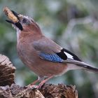 Erdnuss mit Garrulus glandarius oder Eichelhäher