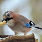 Erdnuss mit Garrulus glandarius oder Eichelhäher