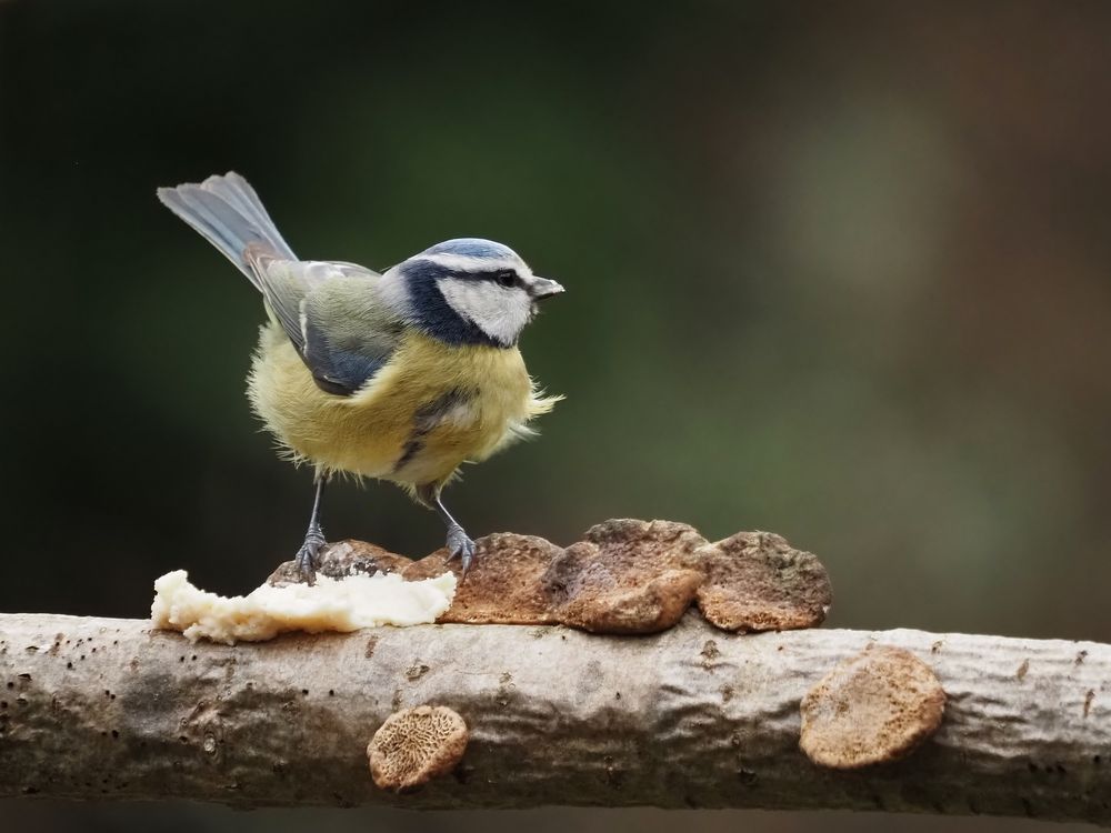 &amp;quot;Erdnussbutter auf Pilz&amp;quot; Foto &amp; Bild | tiere, wildlife, wild lebende ...