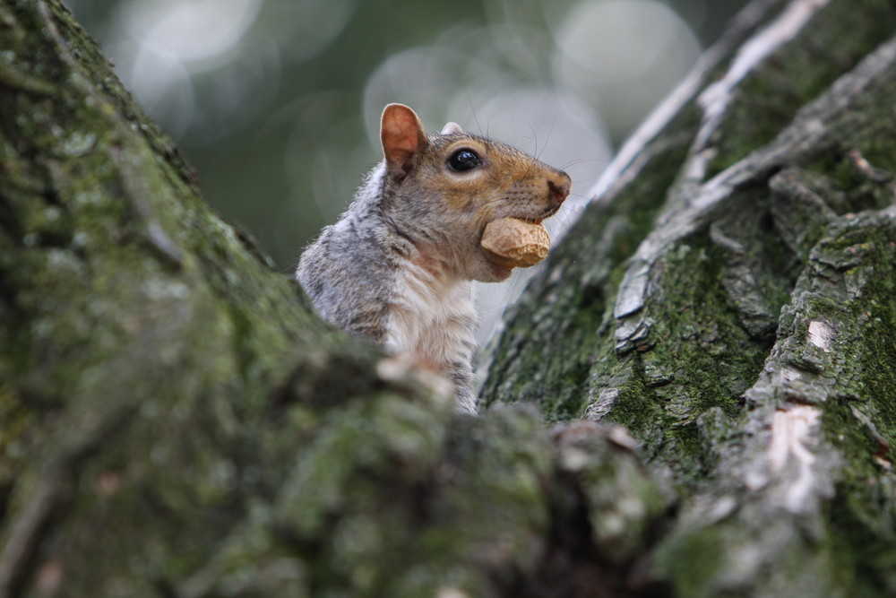 Erdnussdieb! Ein Eichhörnli im Central Park - New York