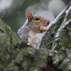 Erdnussdieb! Ein Eichhörnli im Central Park - New York