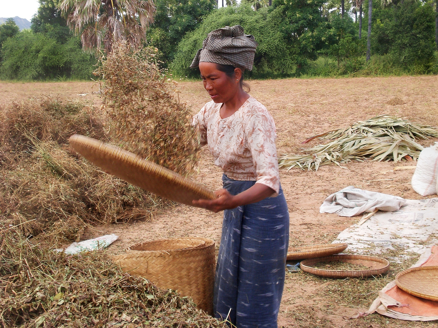 erdnussernte in burma