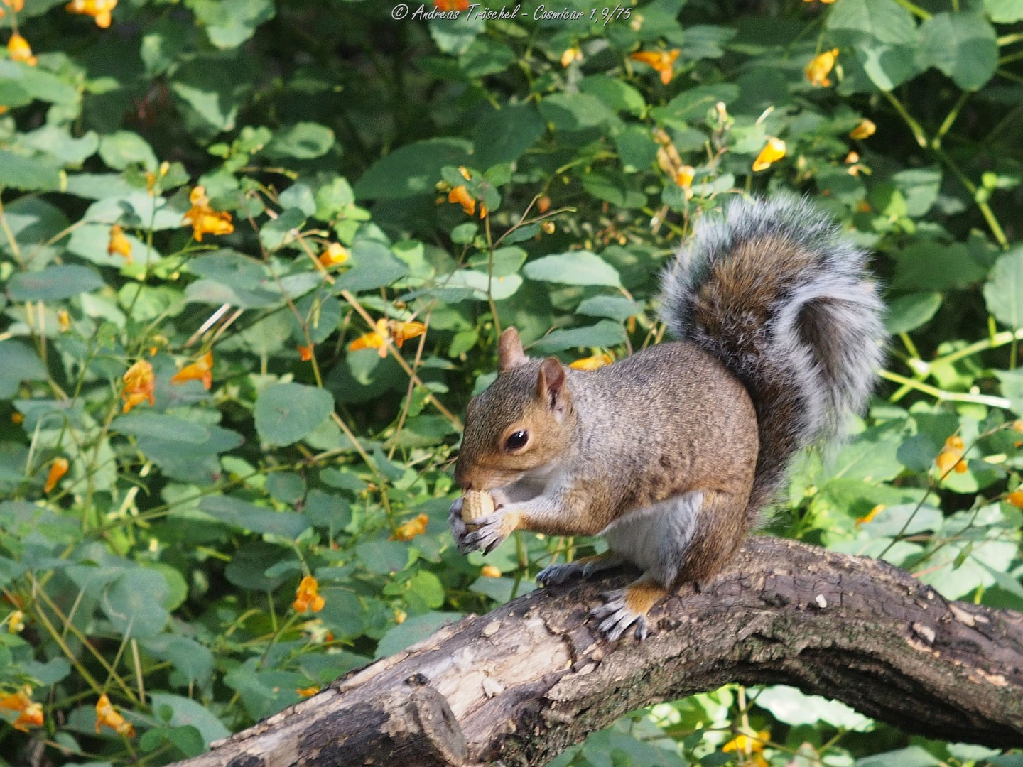 erdnusshörnchen