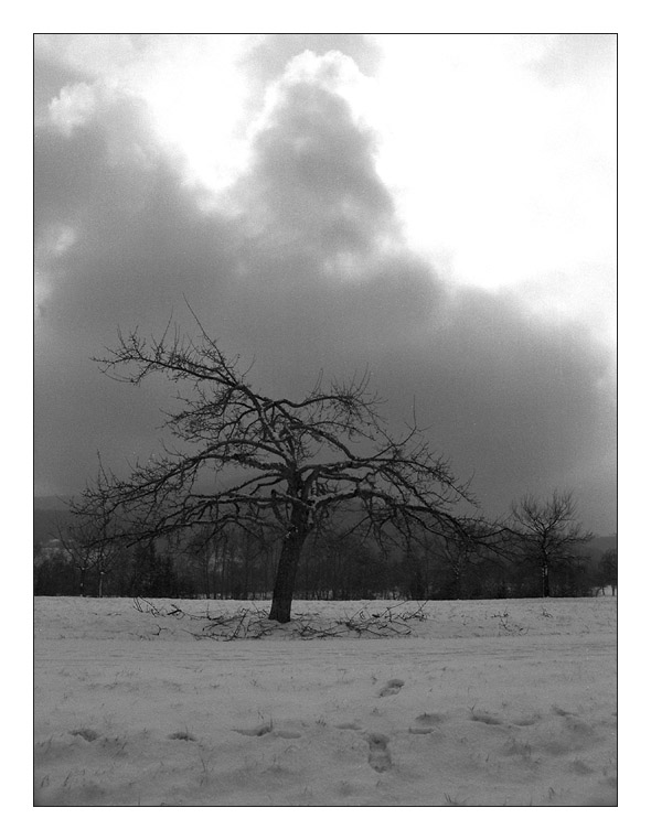 Erdrückter Baum