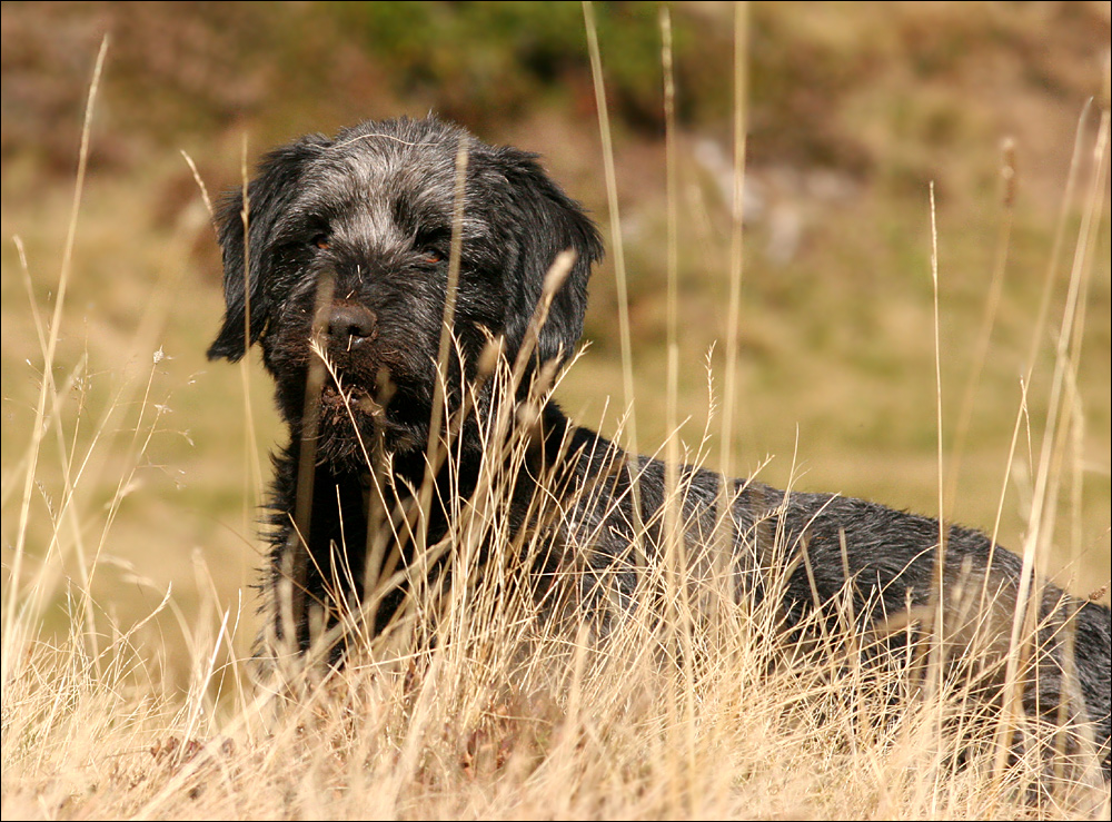 Erdschnauze