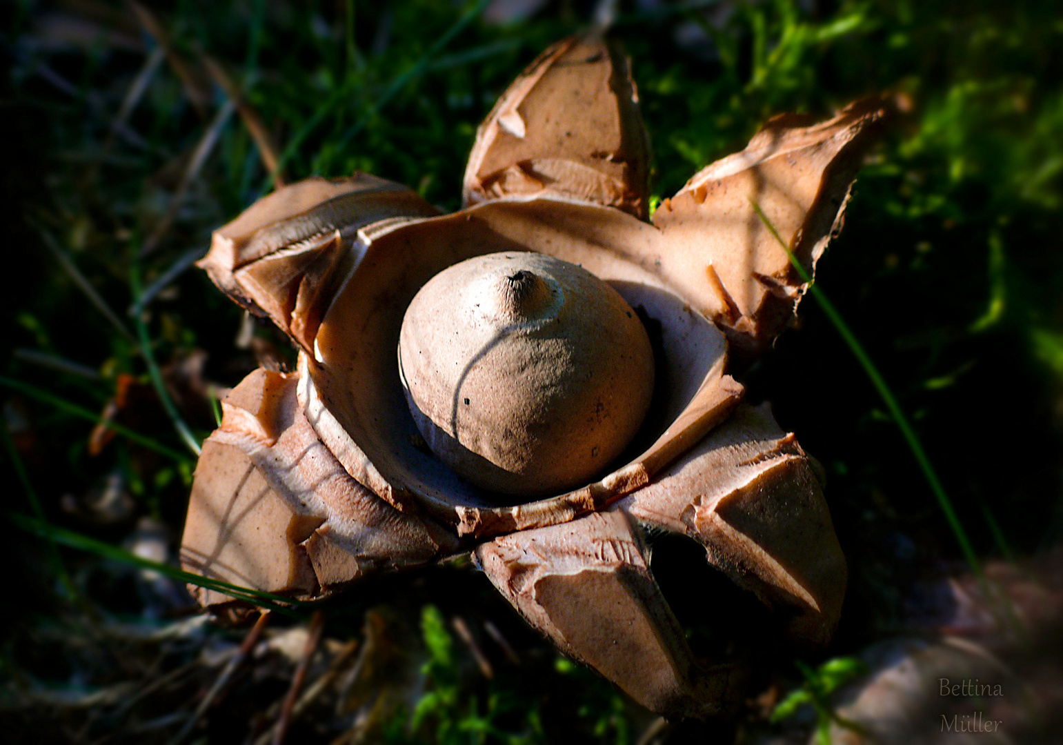 Erdstern - Earth Star (Geastrum)