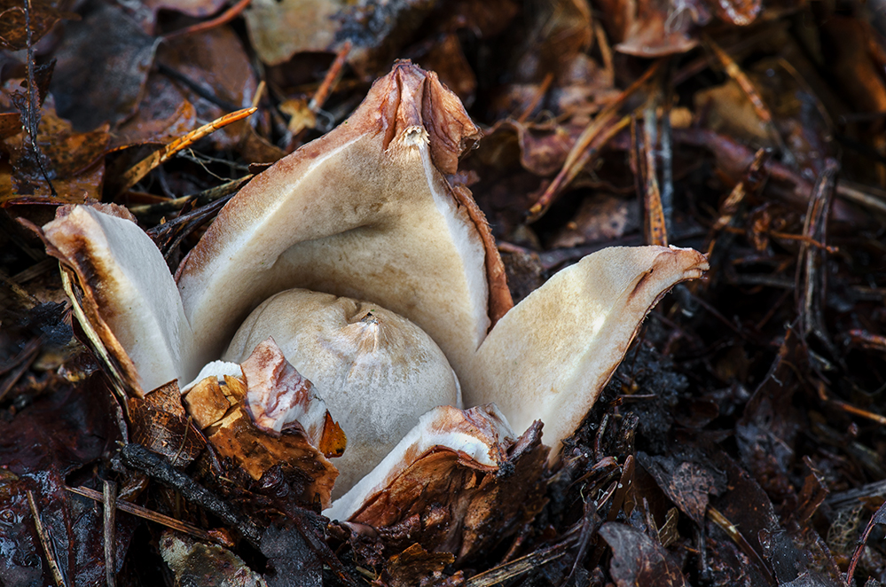 Erdstern (Geastrum) #2