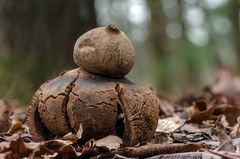 Erdstern (Geastrum) #3