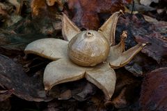 Erdstern (Geastrum)