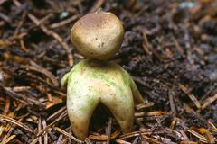 Erdstern (Geastrum)