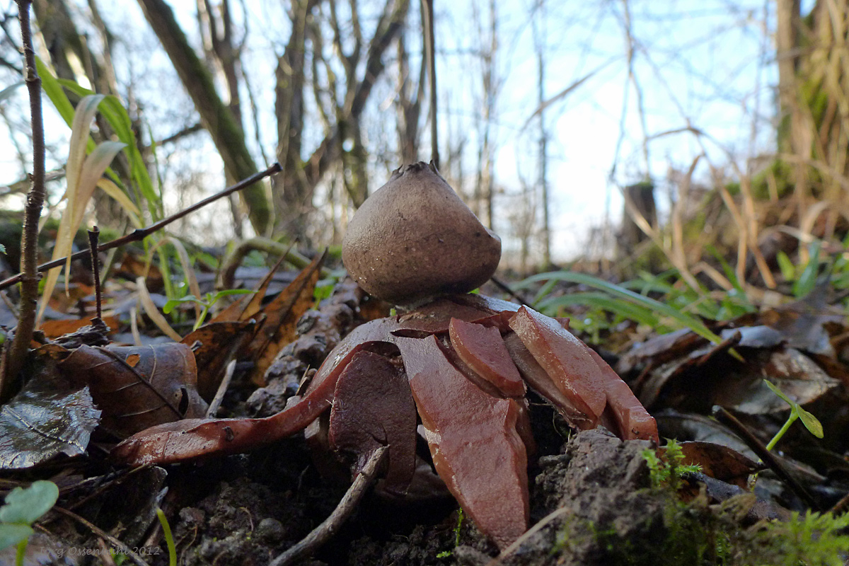 Erdstern im Januar