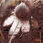 Erdsterne (Geastrum) 