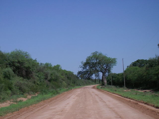 Erdstraße mit Flaschenbaum